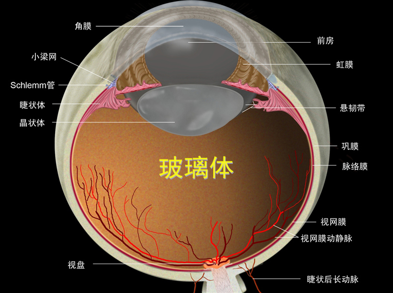 玻璃體炎