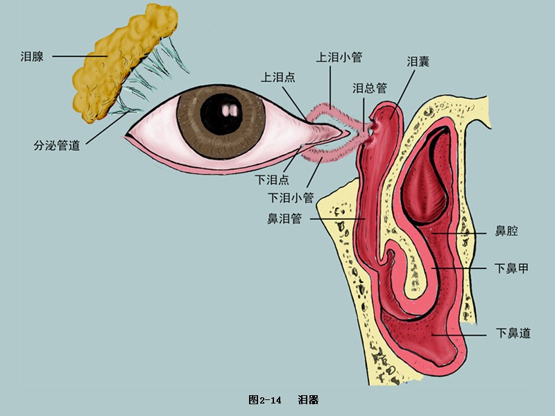 淚腺